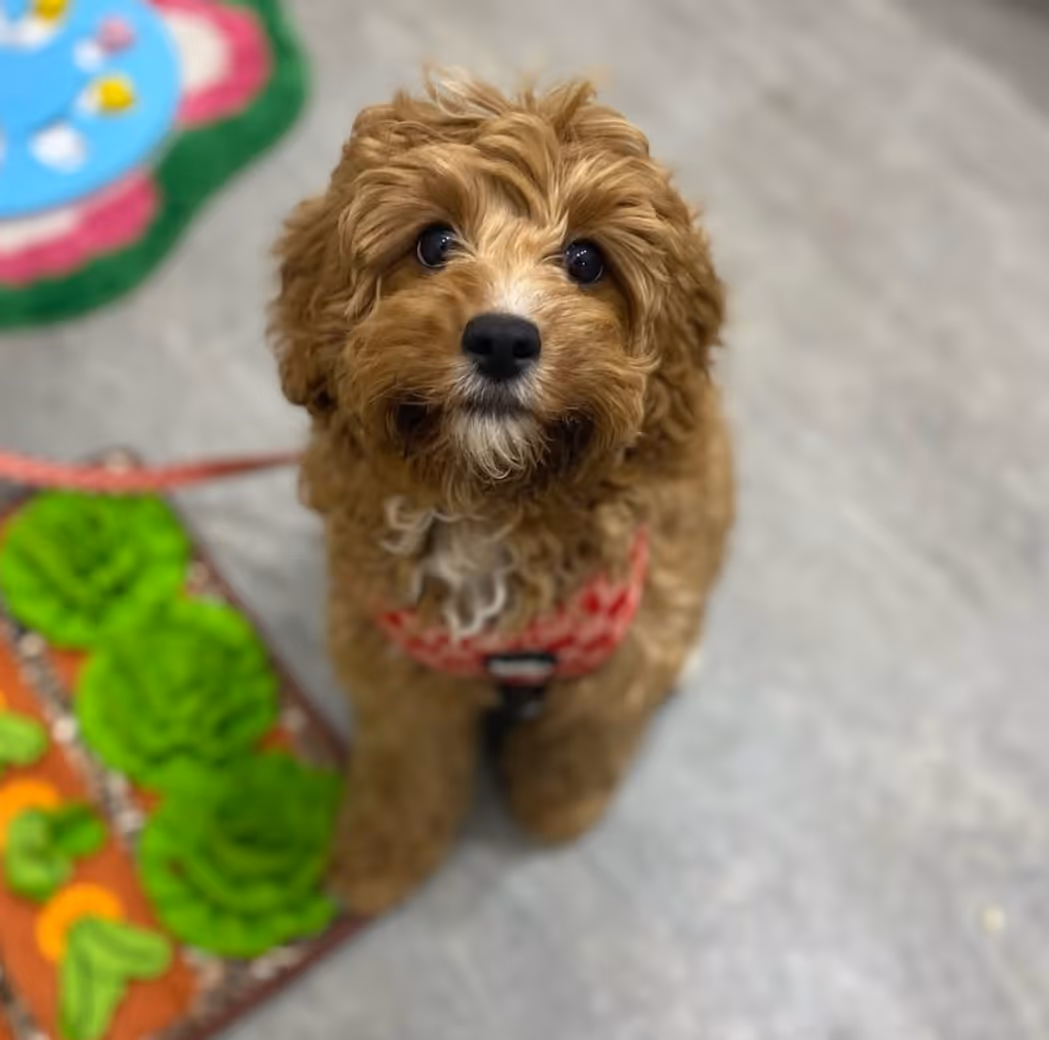 Puppy School at Surrey Hills NSW