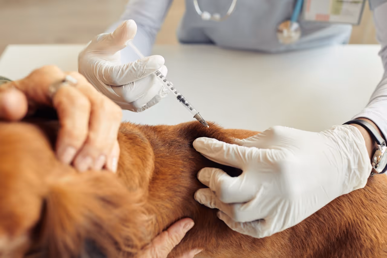 A pet receiving vaccination from Surrey Hills NSW