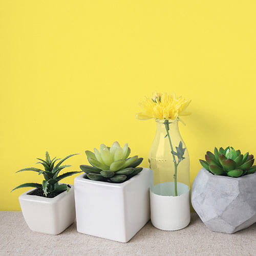 Four small succulent plants and a yellow flower in white and gray pots against a yellow background.