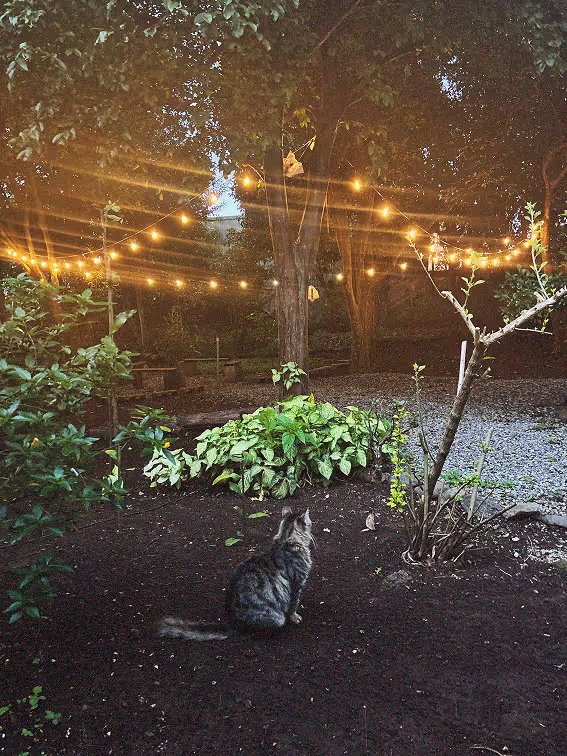 Foto naturaleza con animal