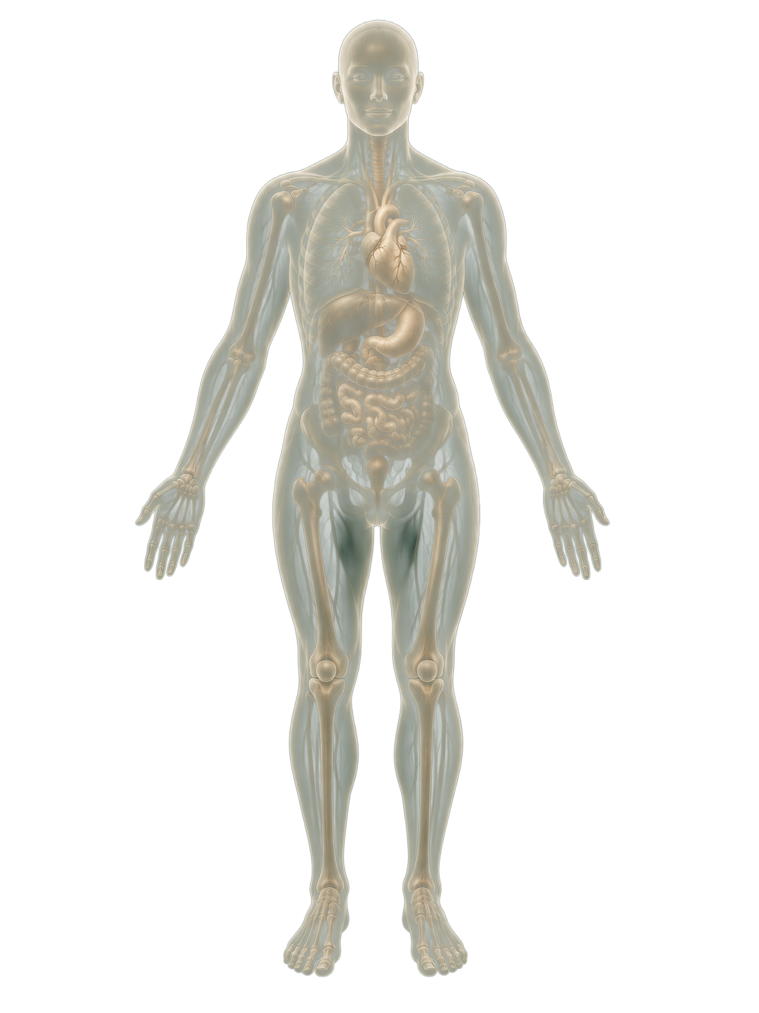 Illustrative human anatomy; refer to the written assessment inclusions