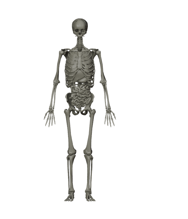 Simplified anatomy illustration
