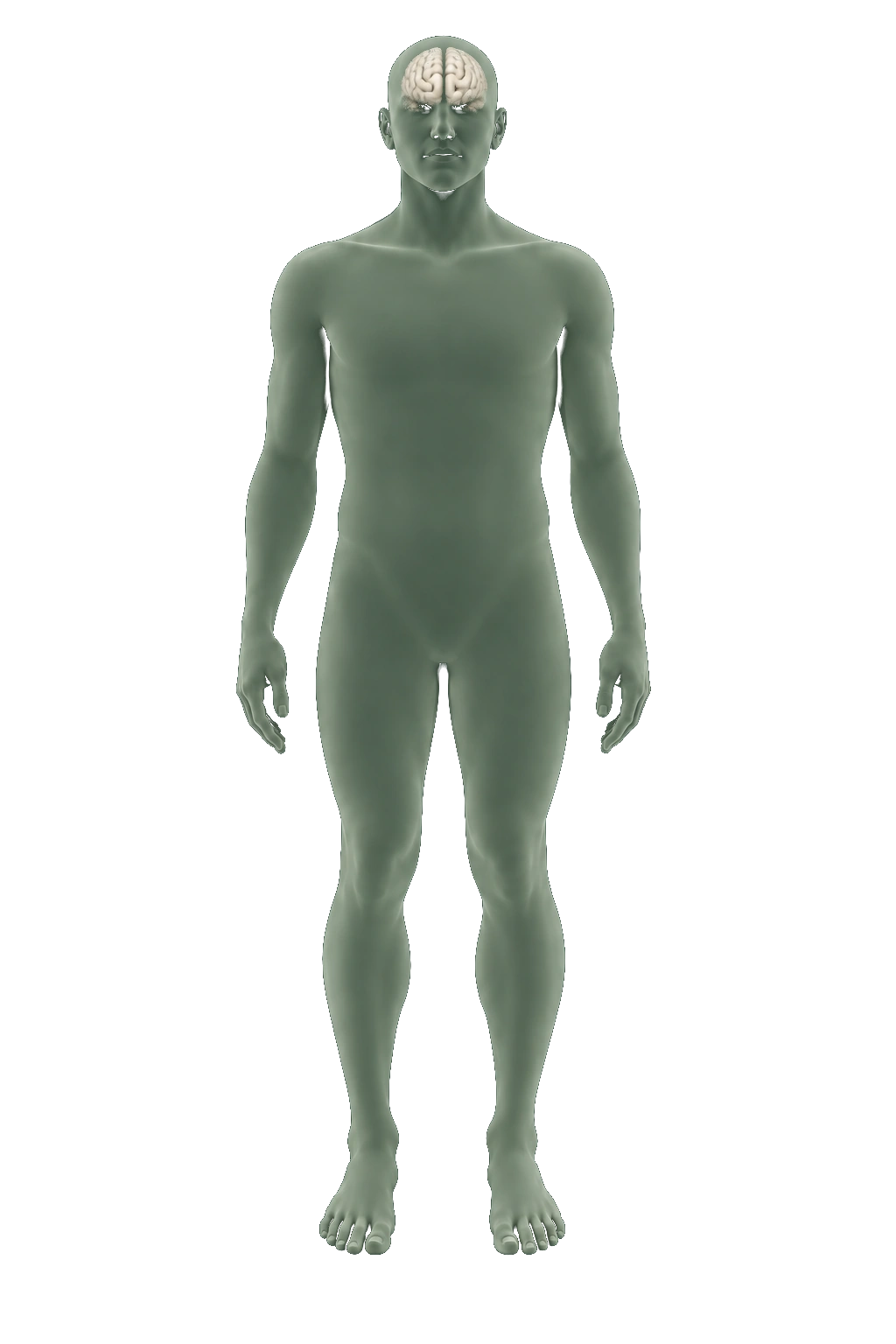 Illustrative body location, not a coverage map