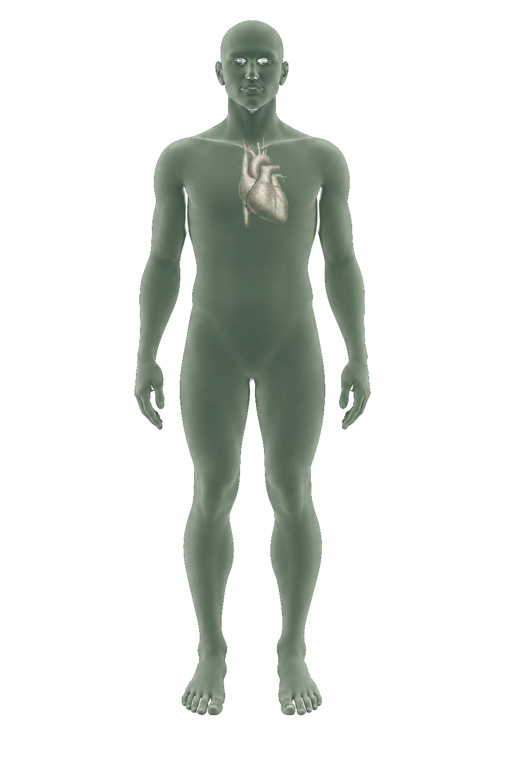 Illustrative body location, not a coverage map
