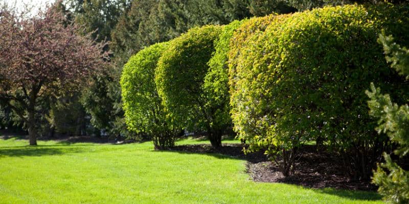Healthy fine-leaf Japanese maple foliage