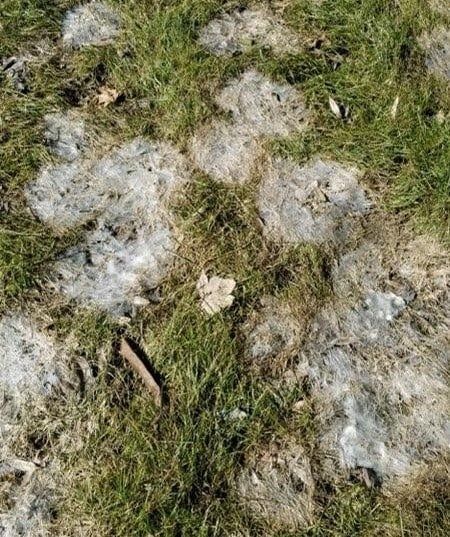 Snow Mold Lawn Disease