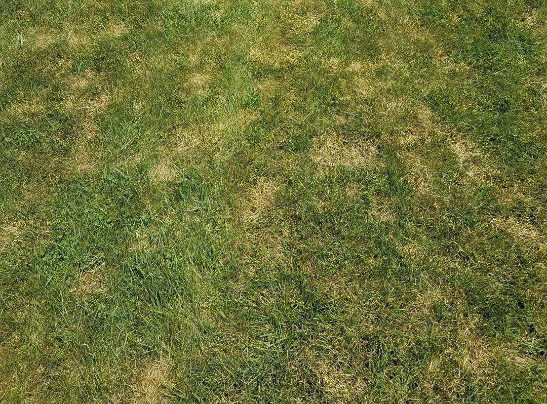 Dollar Spot Lawn Disease