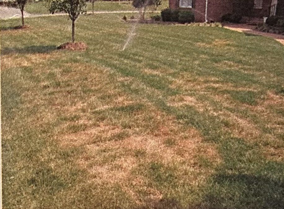 Brown Patch Lawn Disease