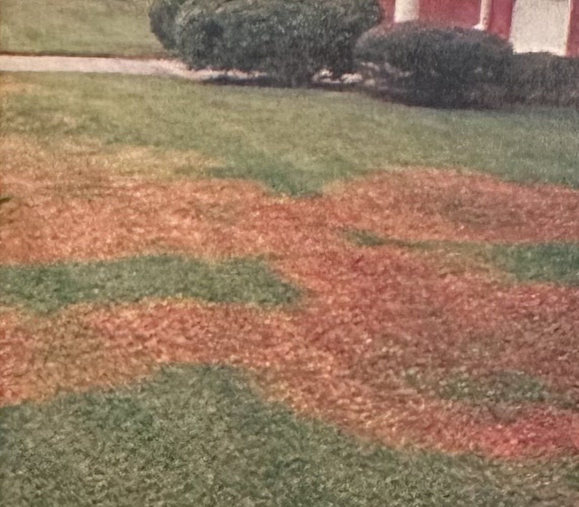 Summer Patch Lawn Disease