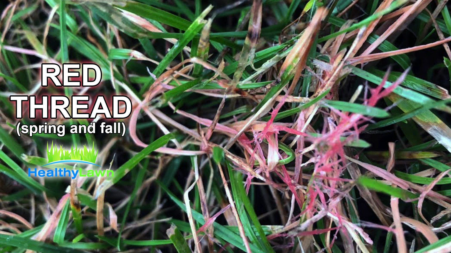 5 most common lawn diseases in New Jersey