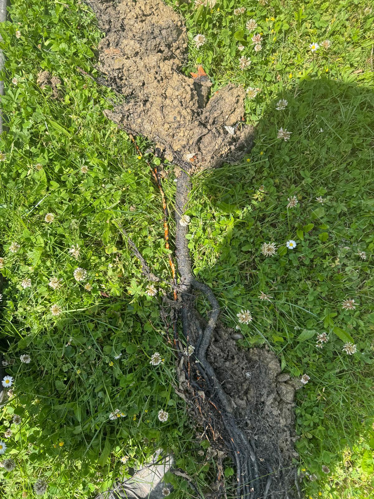 Schmutz aus gereinigtem Rohr