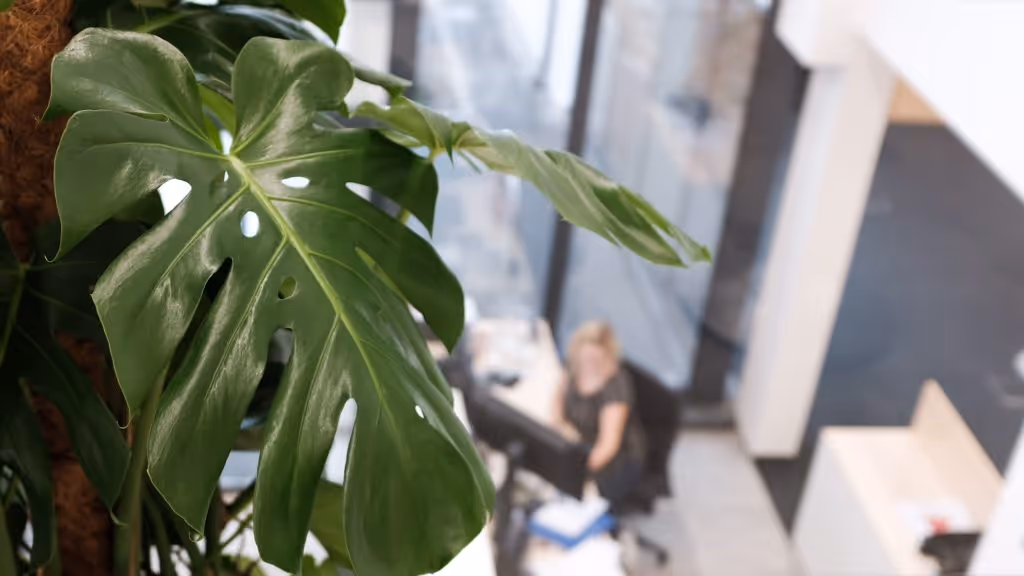 Nahaufnahme eines grün glänzenden Blatts einer Zimmerpflanze vor einem unscharfen Büro mit einer sitzenden Person.