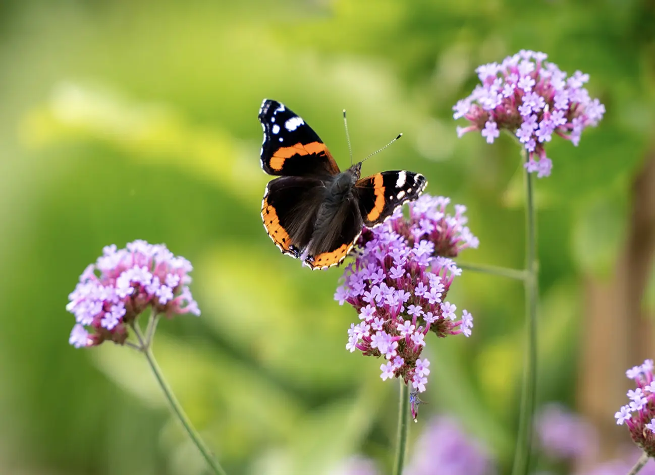 Een vlinder met zwarte en oranje vleugels zit op een paarse bloem met een groene vage achtergrond.