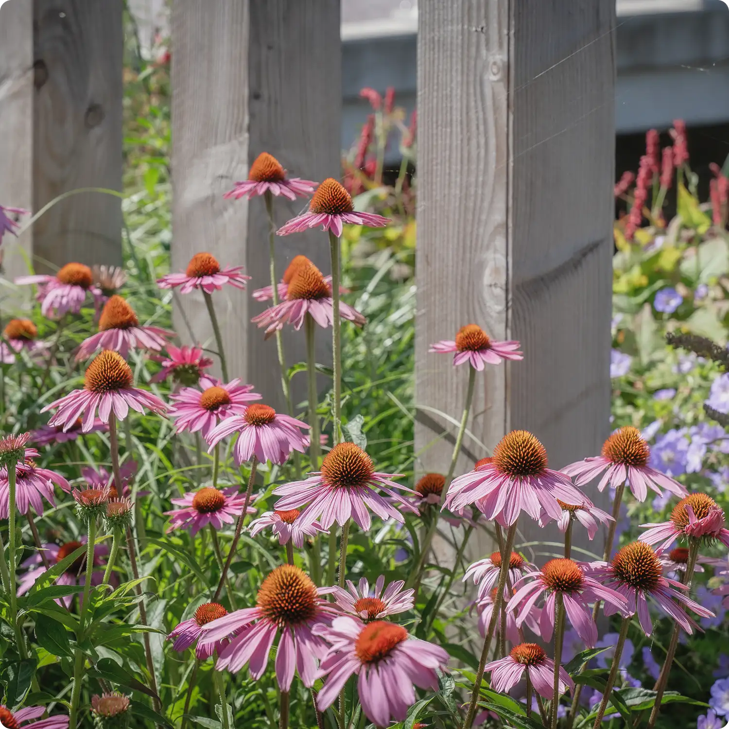Cluster of blooming pink coneflowers with orange centers growing beside a wooden fence in a garden.