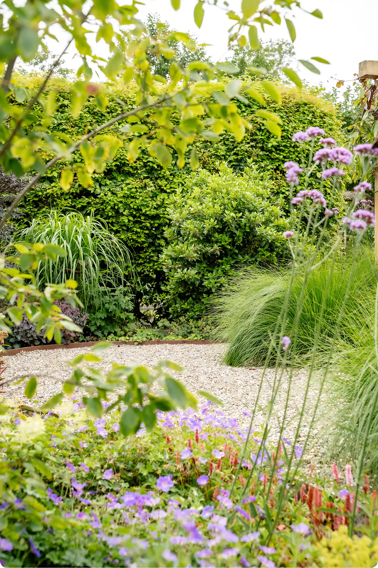 Garden with gravel path surrounded by green shrubs, tall grasses, and purple flowers.