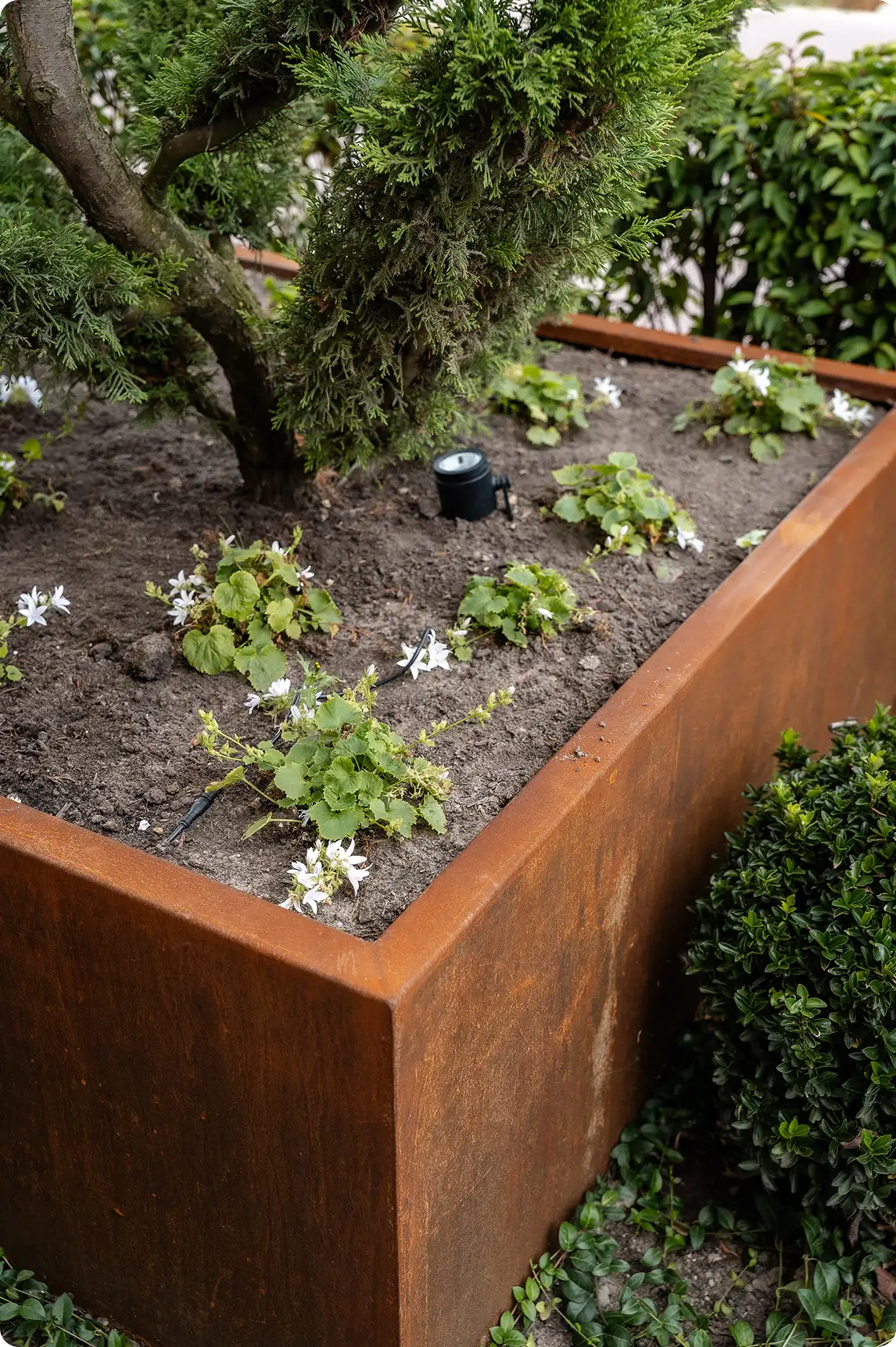 Met roestkleurige metalen rand, bloembed met kleine groene planten en een grote dennenboomtak erboven.
