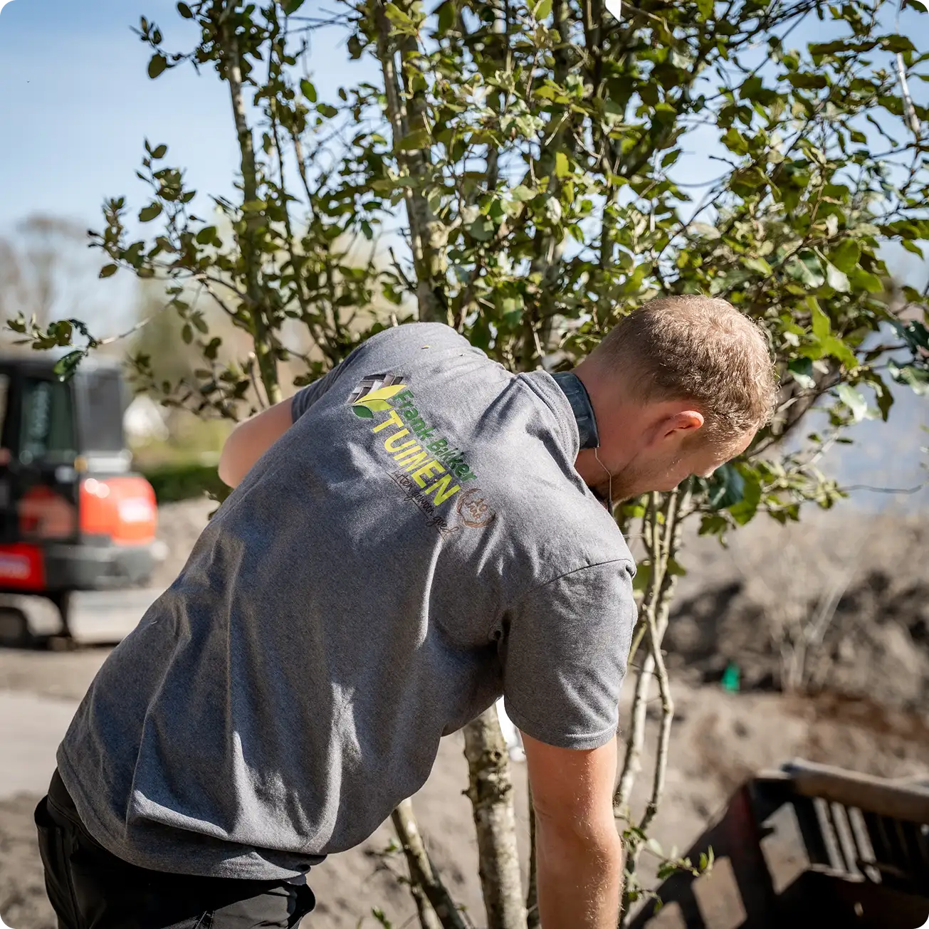 Man bezig met tuinieren, buigend naast een jonge boom met groene bladeren, buiten in zonlicht.