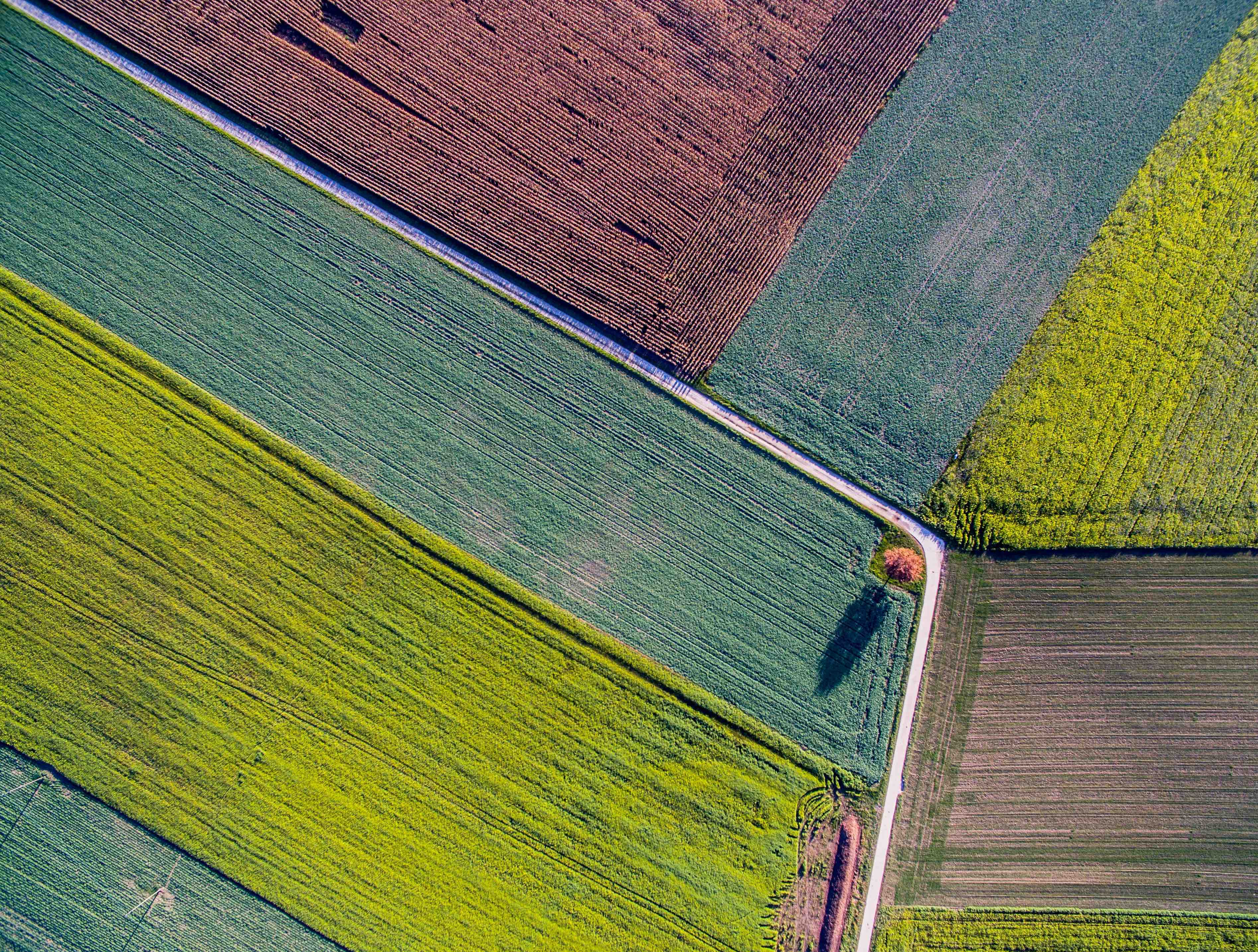 An areal picture of various crops in hues of green and brown. 