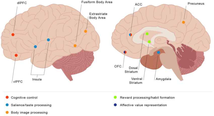 Fig 1 Visual guide of brain regions implicated in eating disorder symptomatology