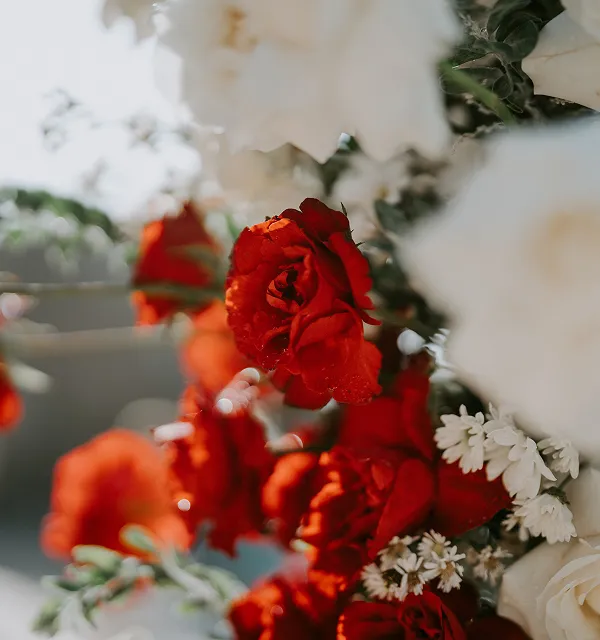 Gros plan sur un bouquet de roses rouges et blanches avec de petites fleurs blanches en arrière-plan flou.