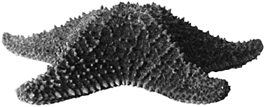 seastar