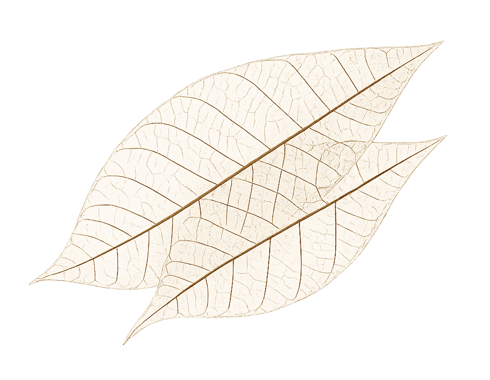 Decorative botanical line drawing of a large leaf with detailed vein patterns, in a beige/cream tone