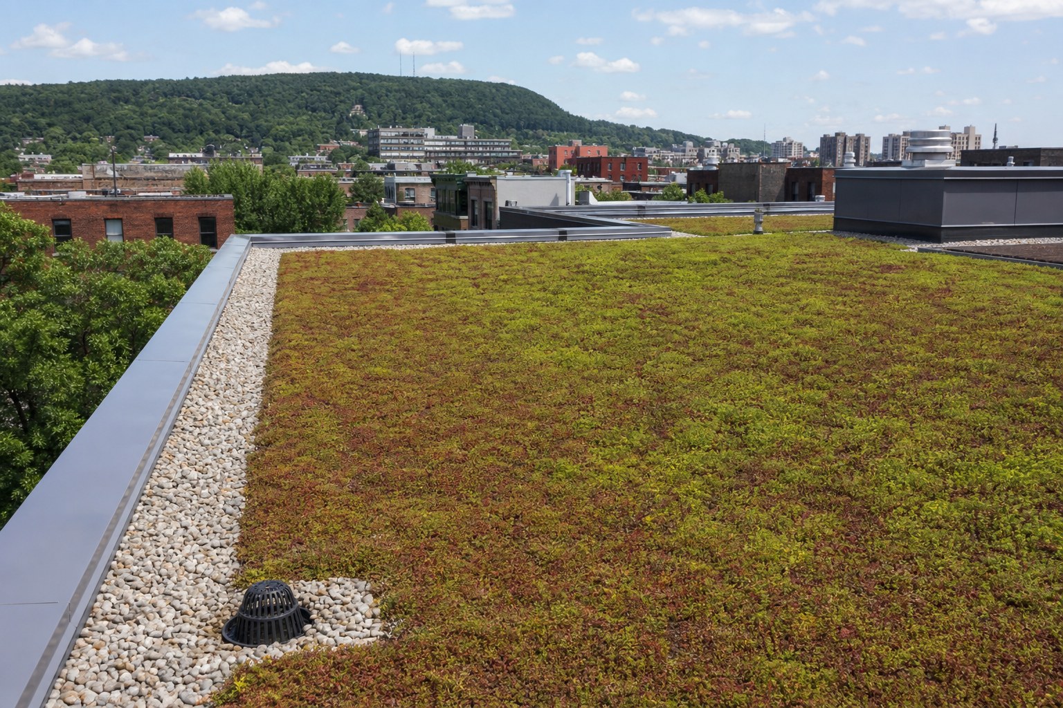 Toit vert extensif de sédum sur un immeuble de Montréal