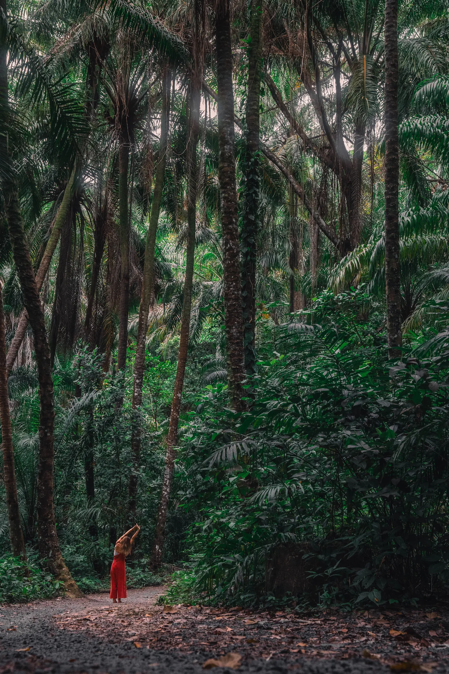 Person in red pants stretching on a forest path surrounded by tall palm trees and dense green foliage.