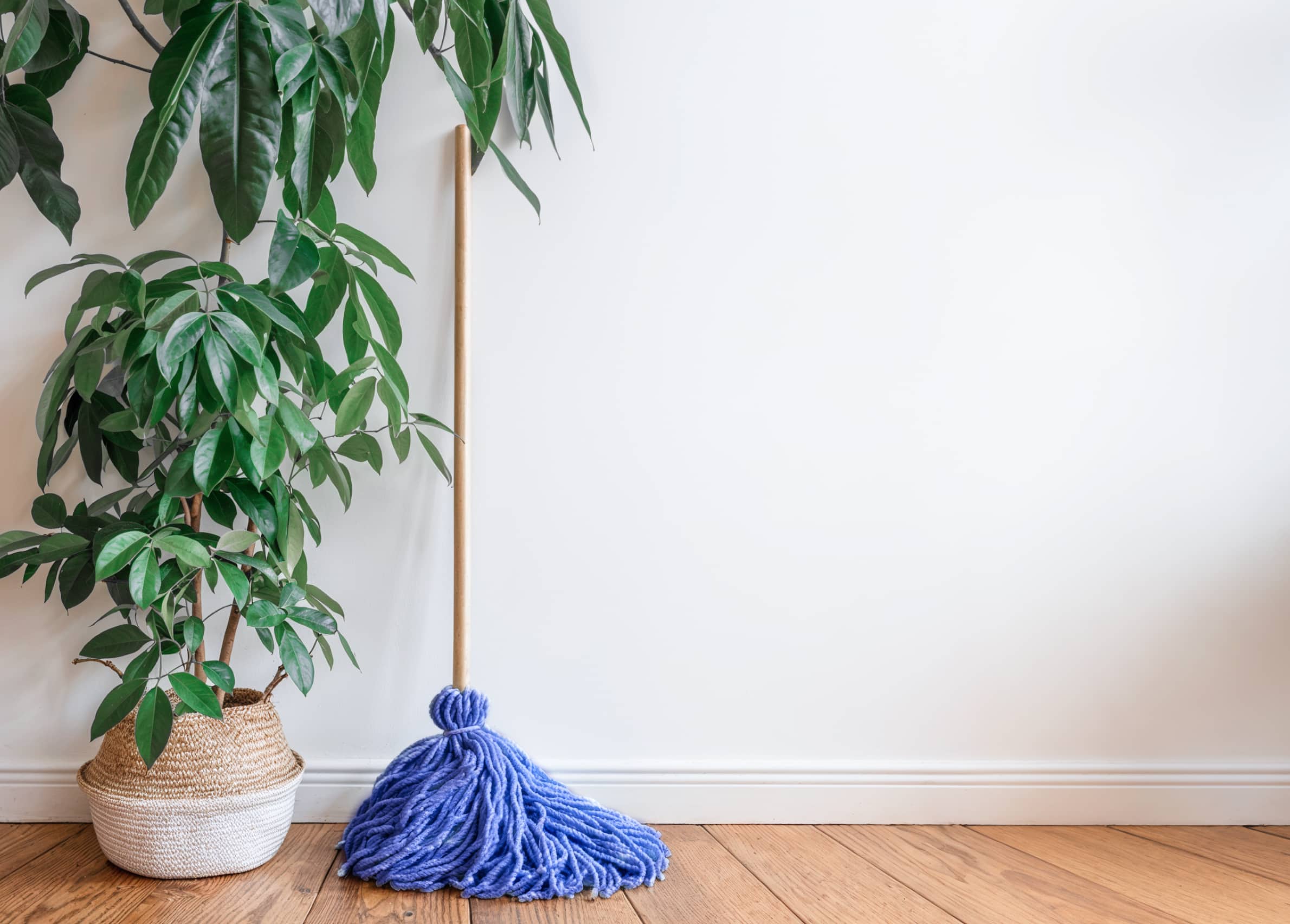 Rag And Plant Fresh X Webflow Template | Brix Template
