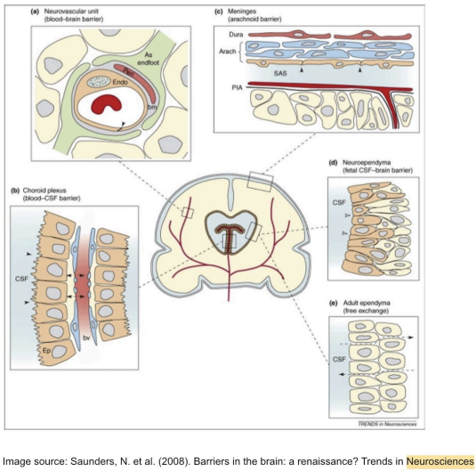 Diseases That Affect the Brain
