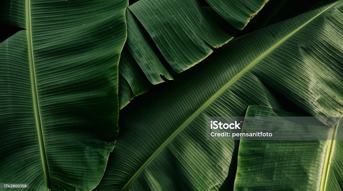 image of music fans at concert