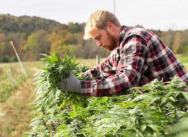 cannabis