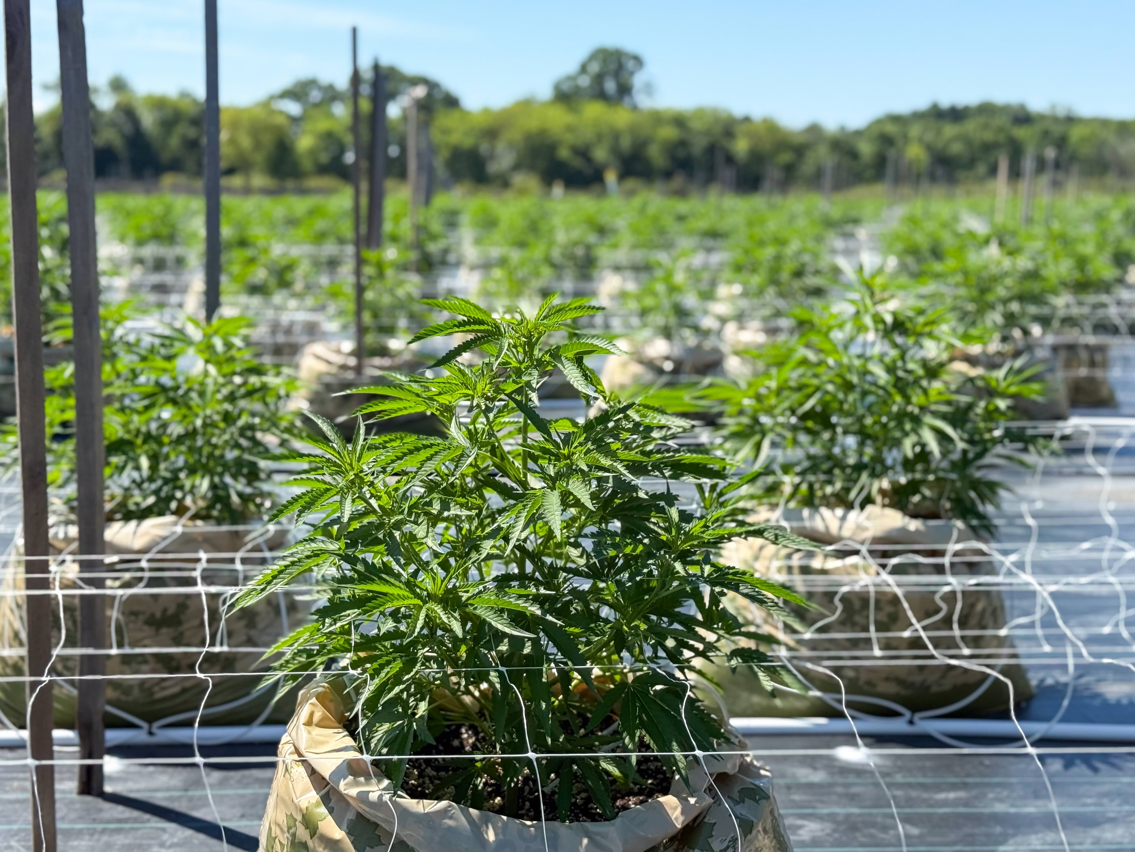 seeding cannabis