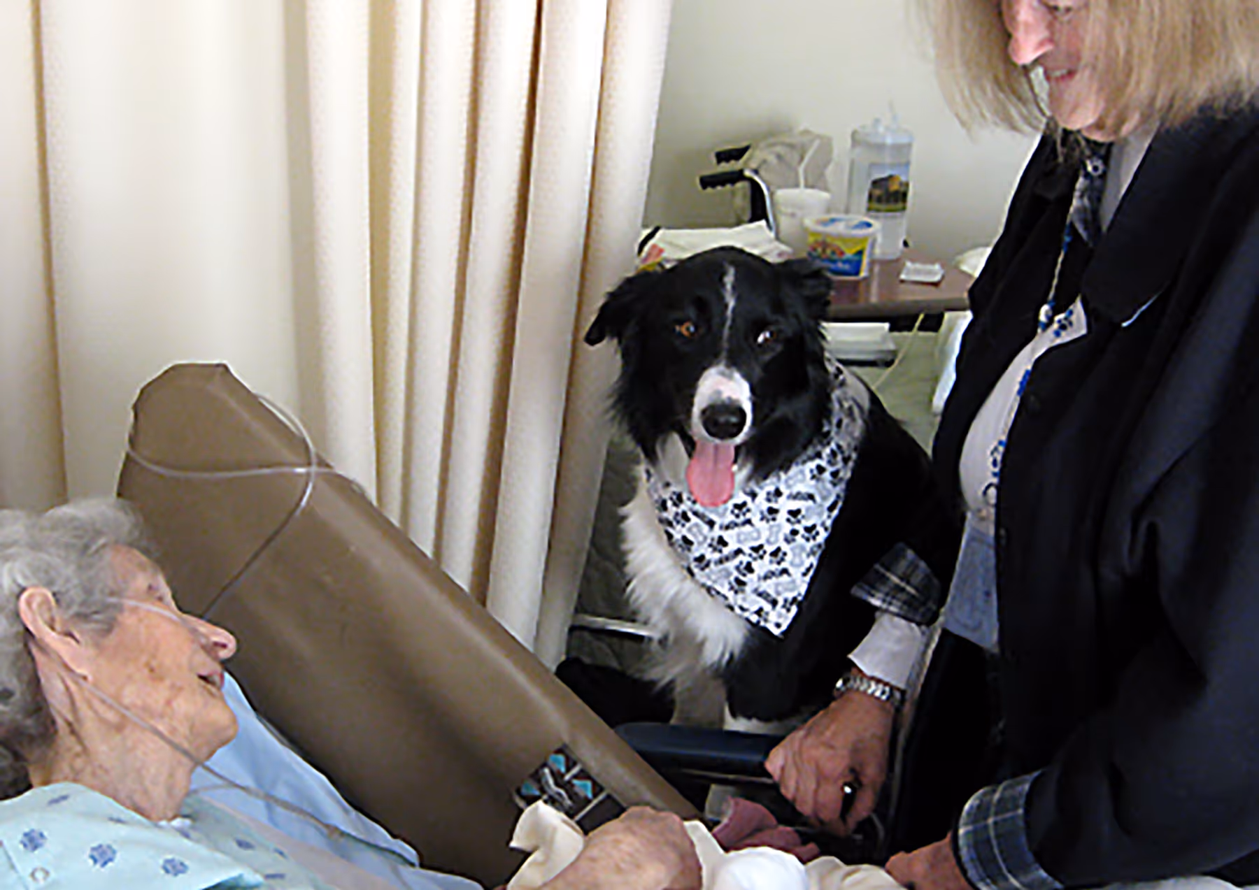 Therapy/Service Dog Training