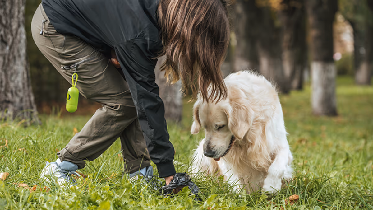 Housebreaking – Teach Dog WHERE You Want Dog To Pee & Poop