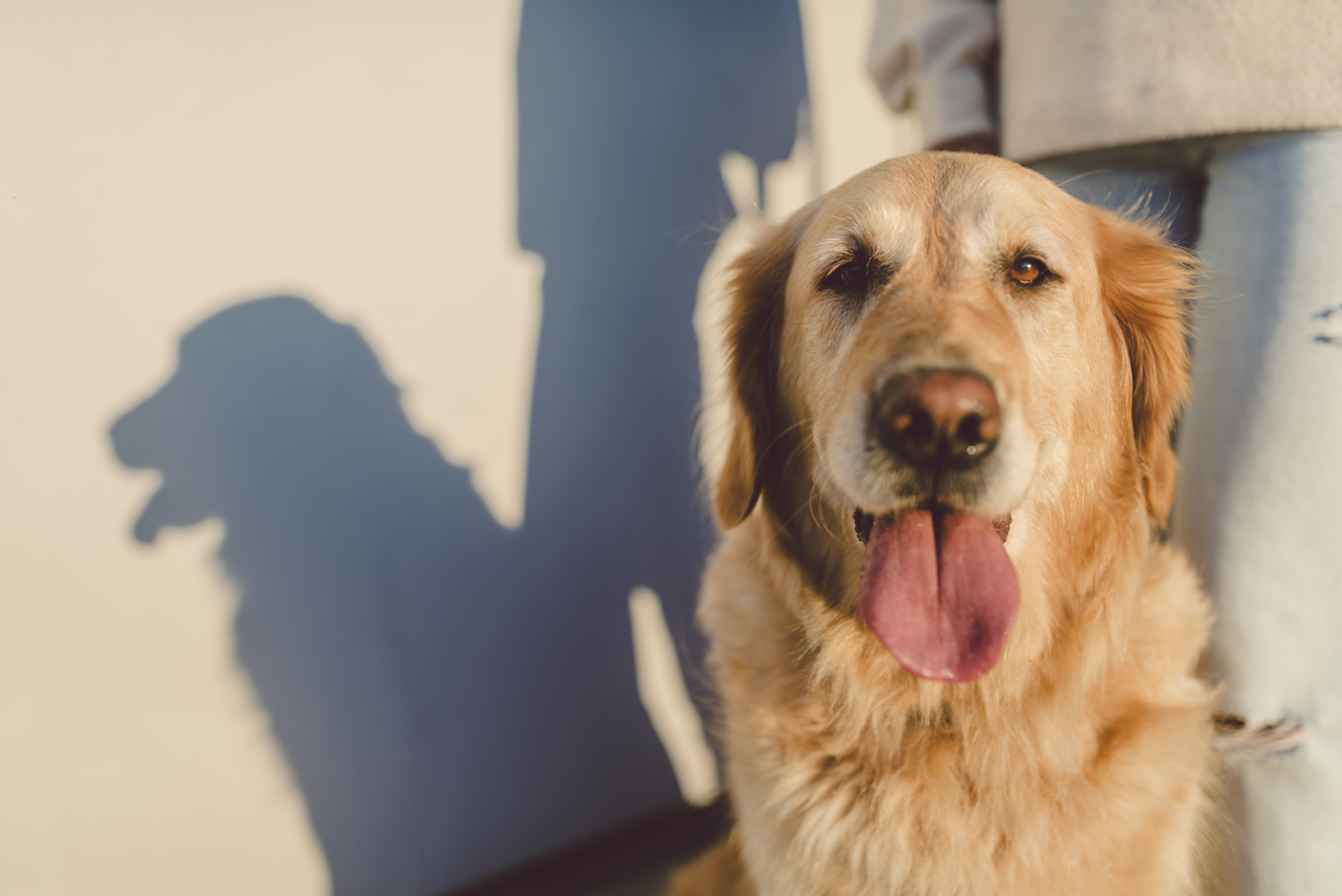 14-year therapy dog retires
