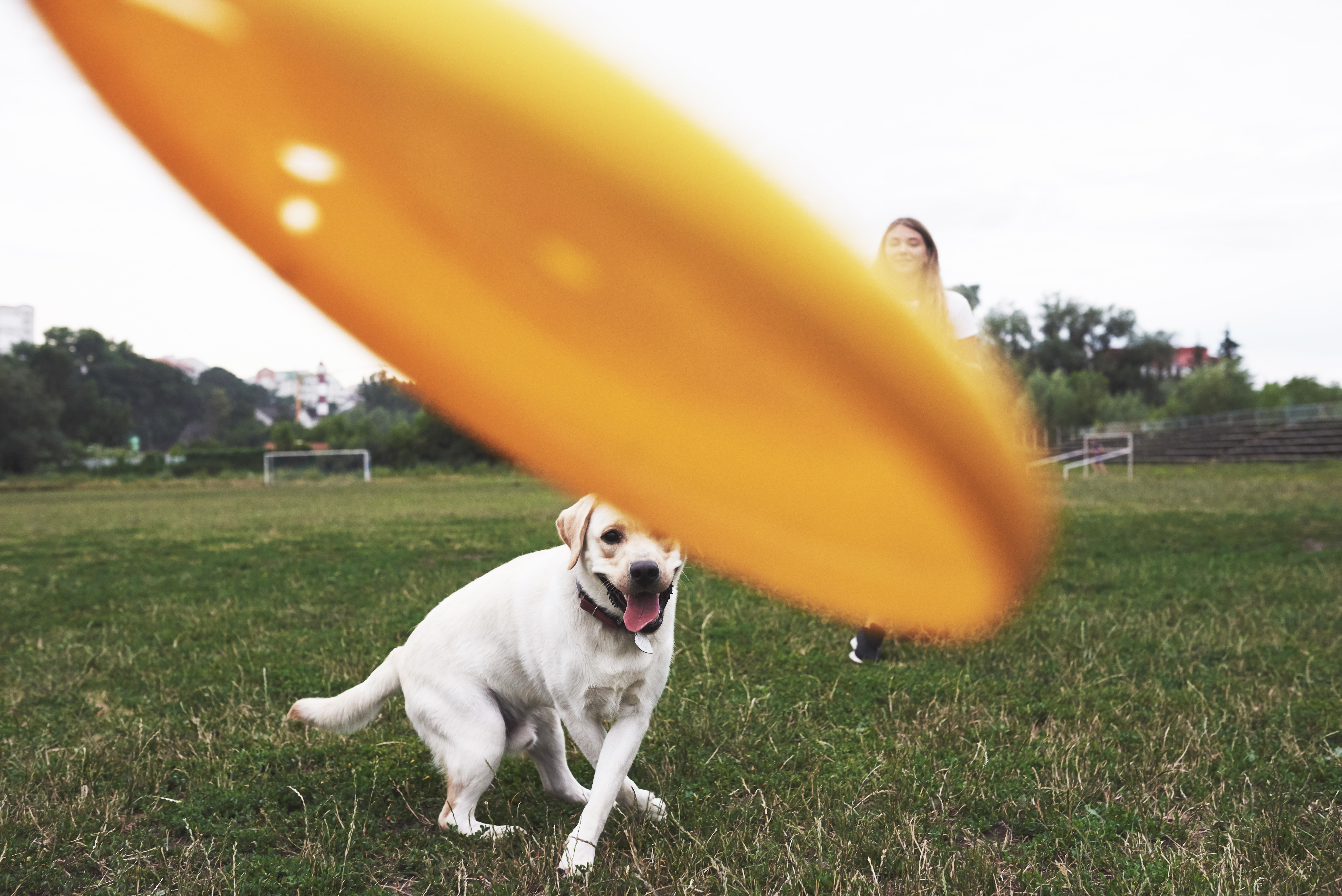 When it’s time to retire your agility dog