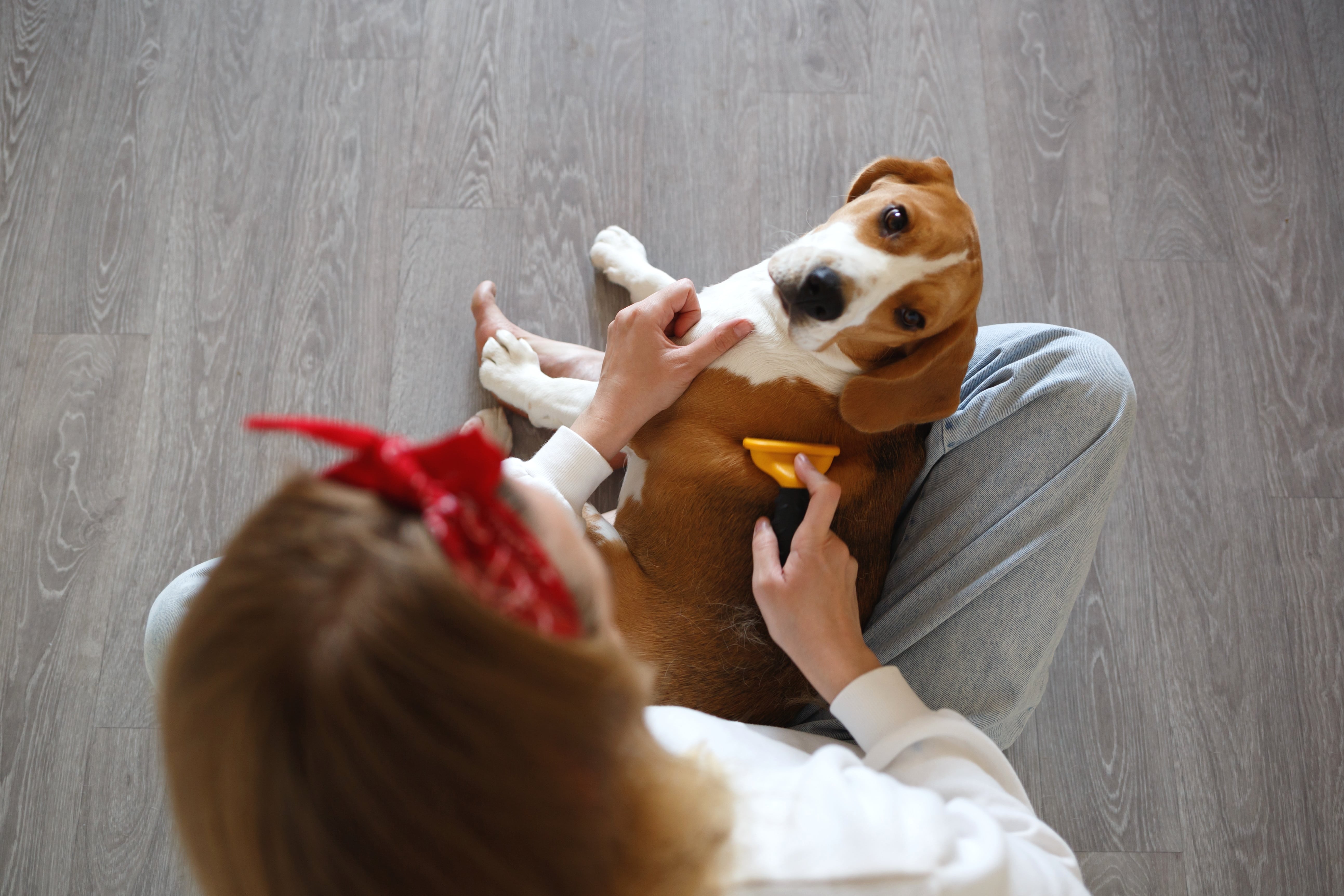 Dog prompts kids to act