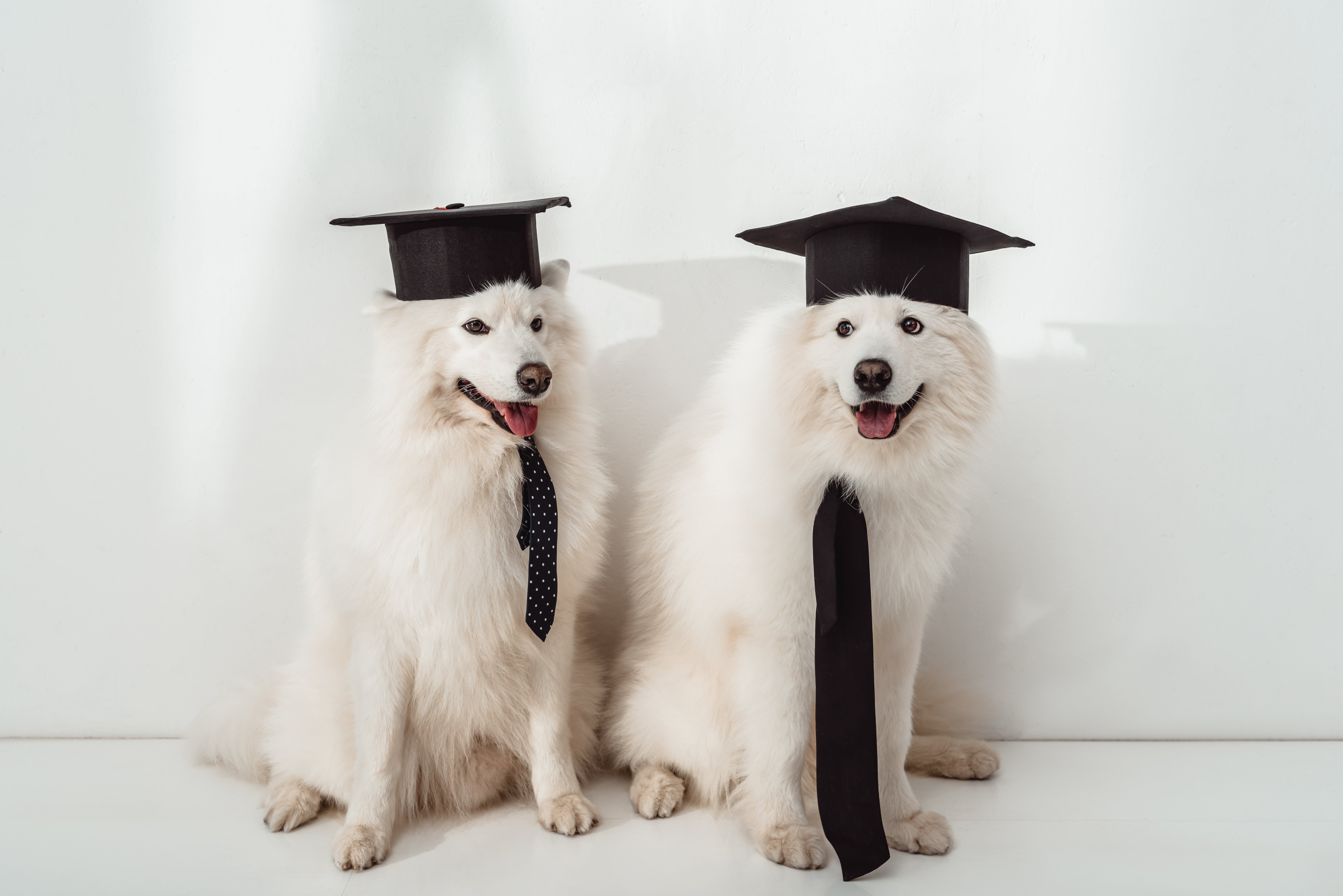 Dogs at graduation — no regalia