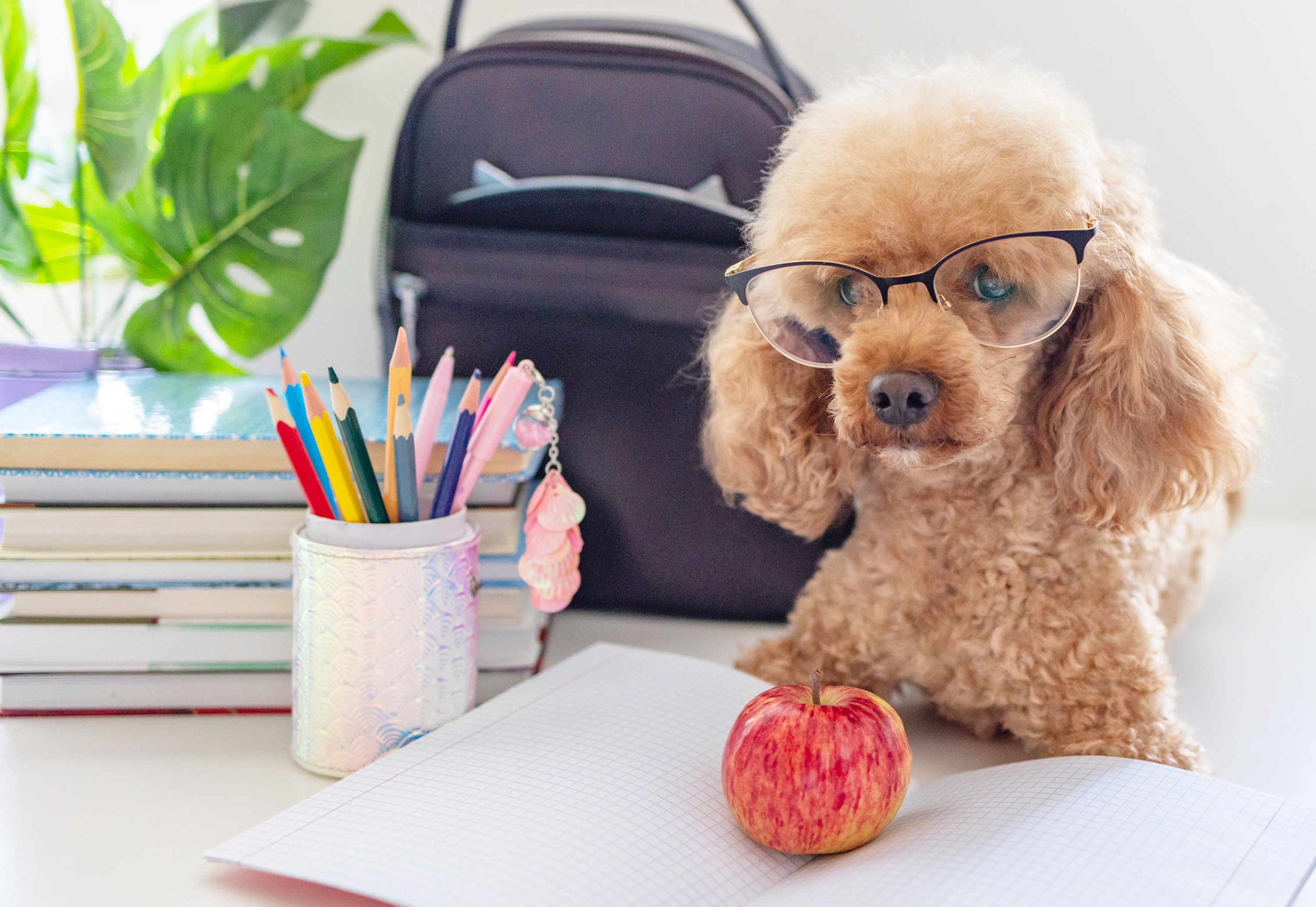 Therapy dogs earns his way into yearbook
