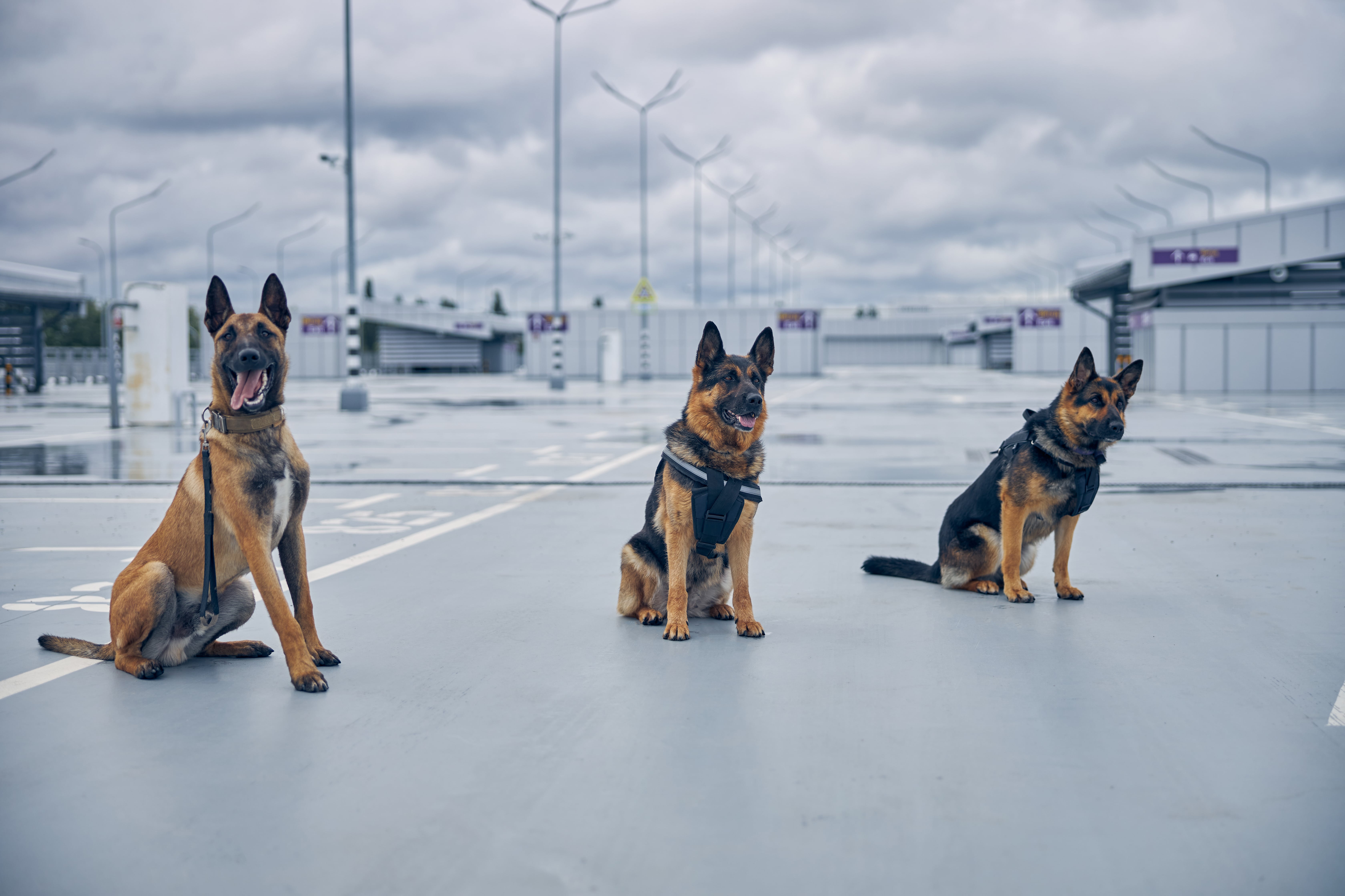 Police K-9 with different assignment