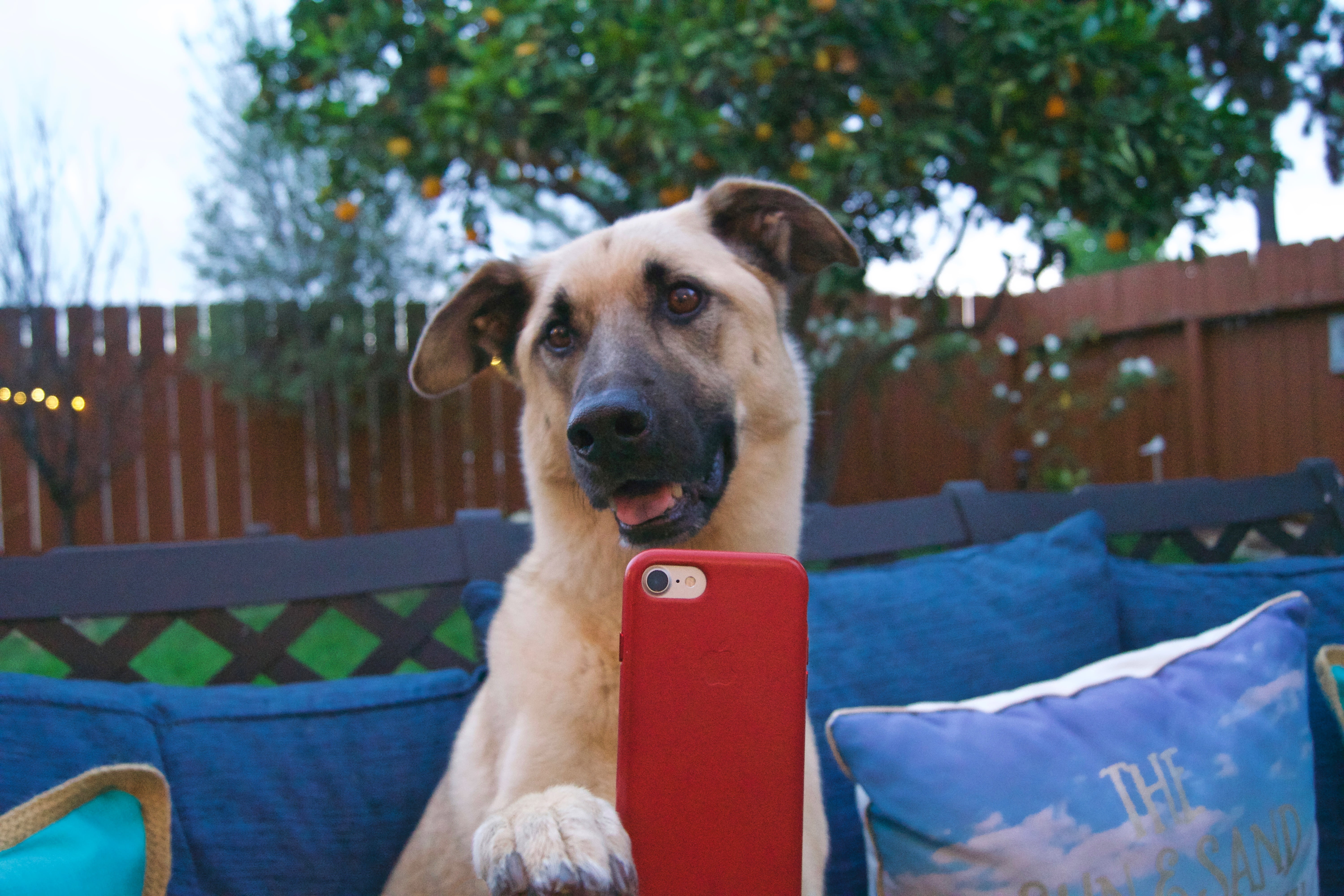 Training dogs for video shoots