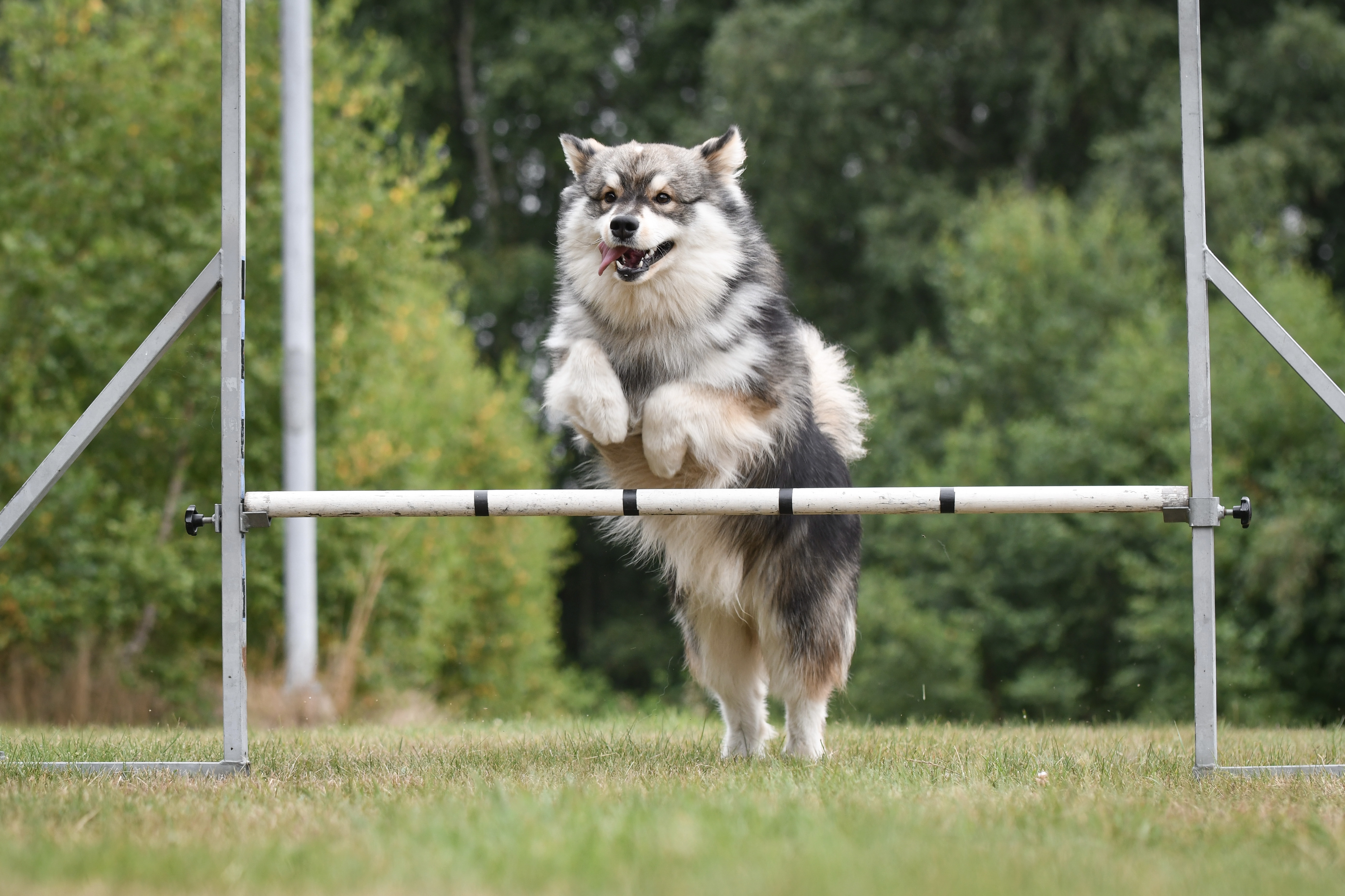 Want some fun with your dog: Drill Team