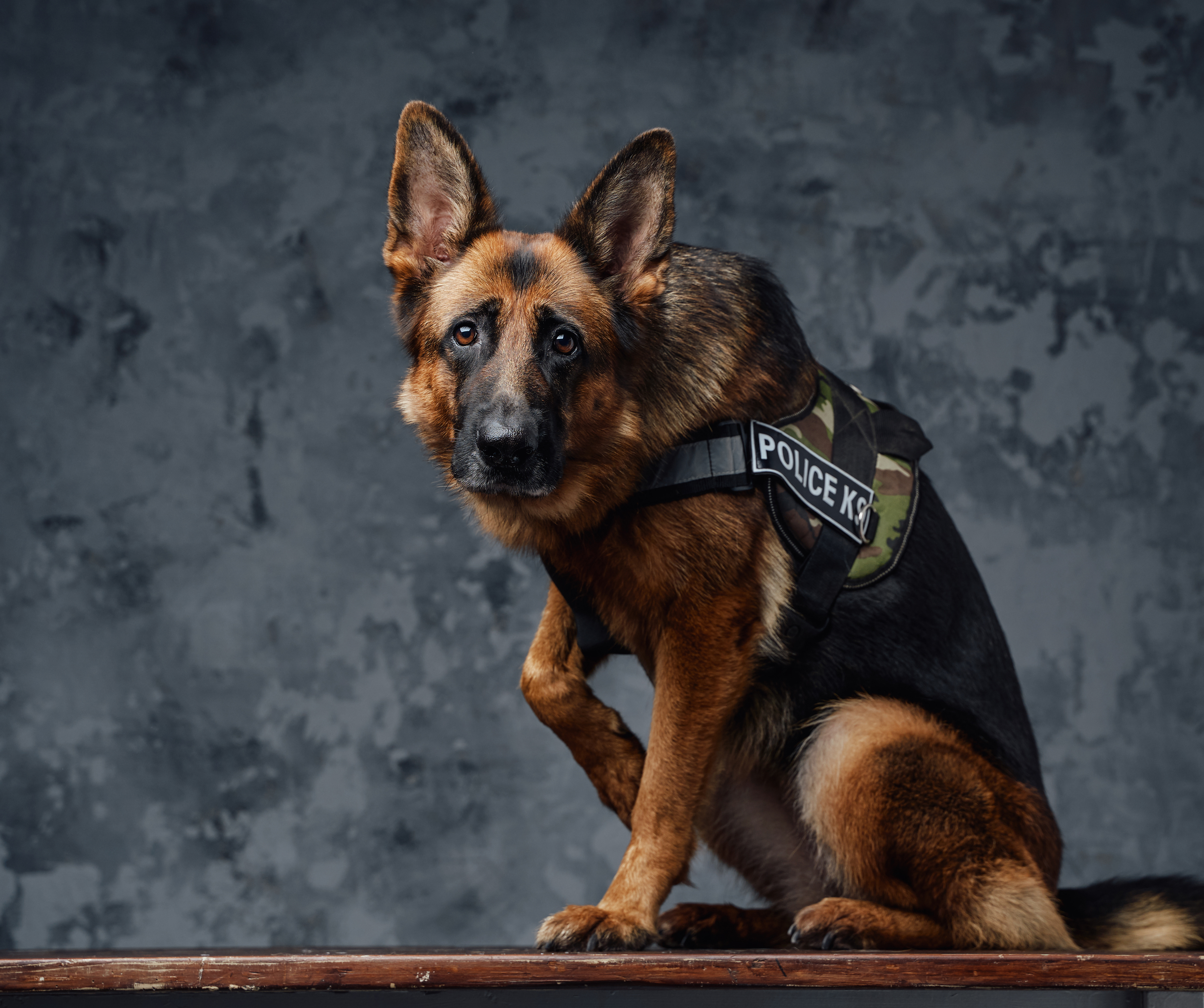 Citizen urge Austin police to have dog behavior training