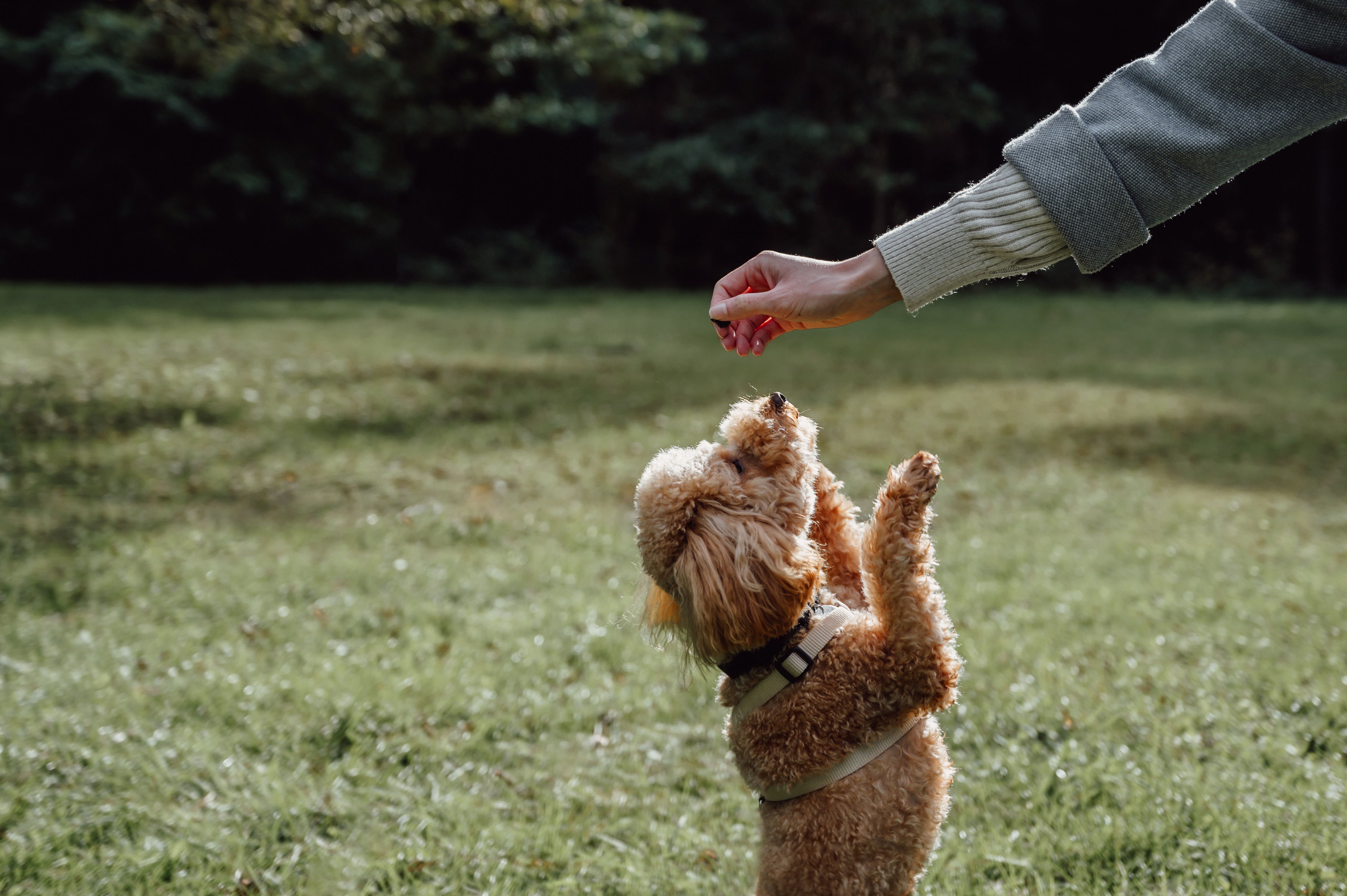 ‘Praise’ is how your dog learns what you want