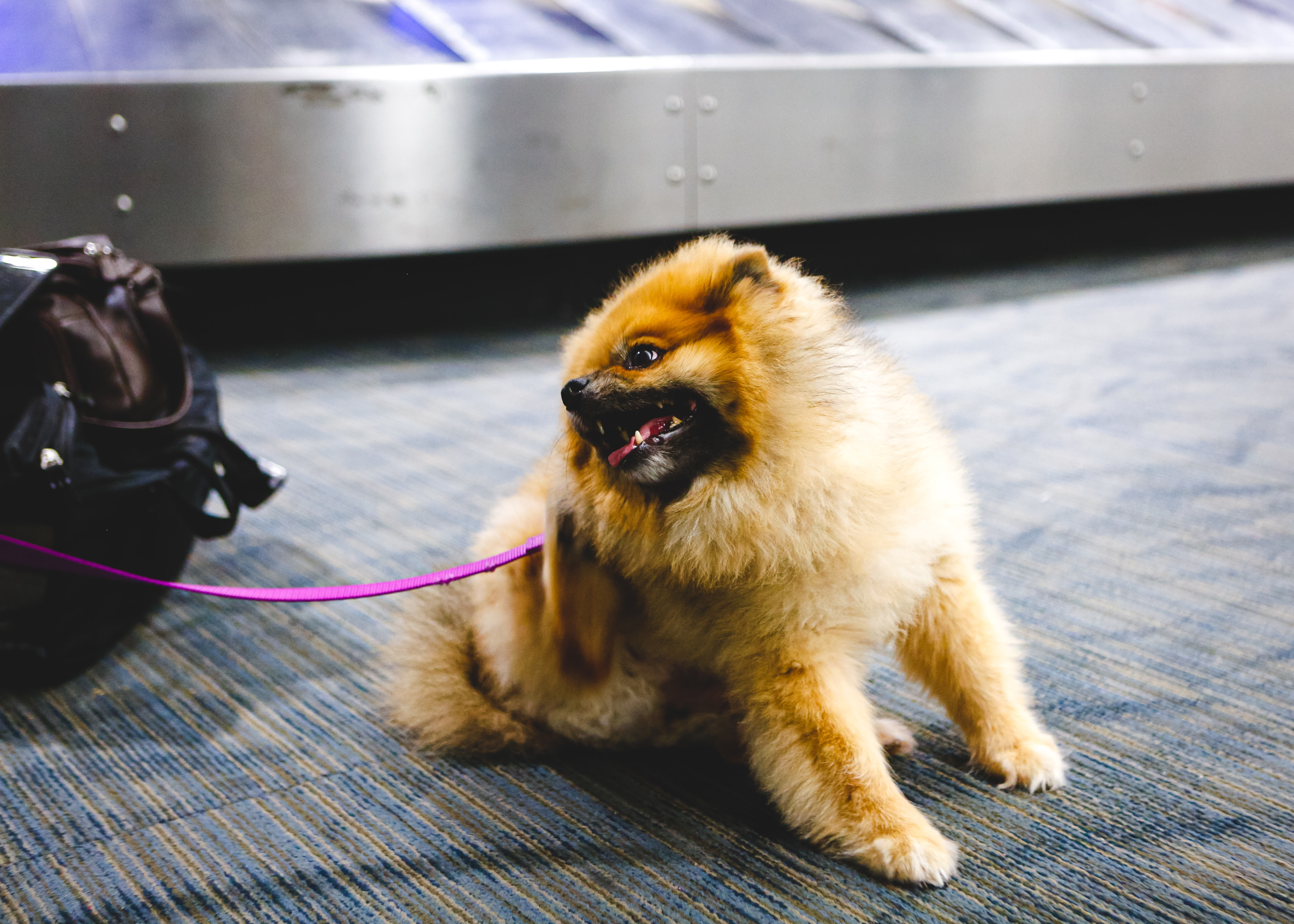 Senior dog on airport duty