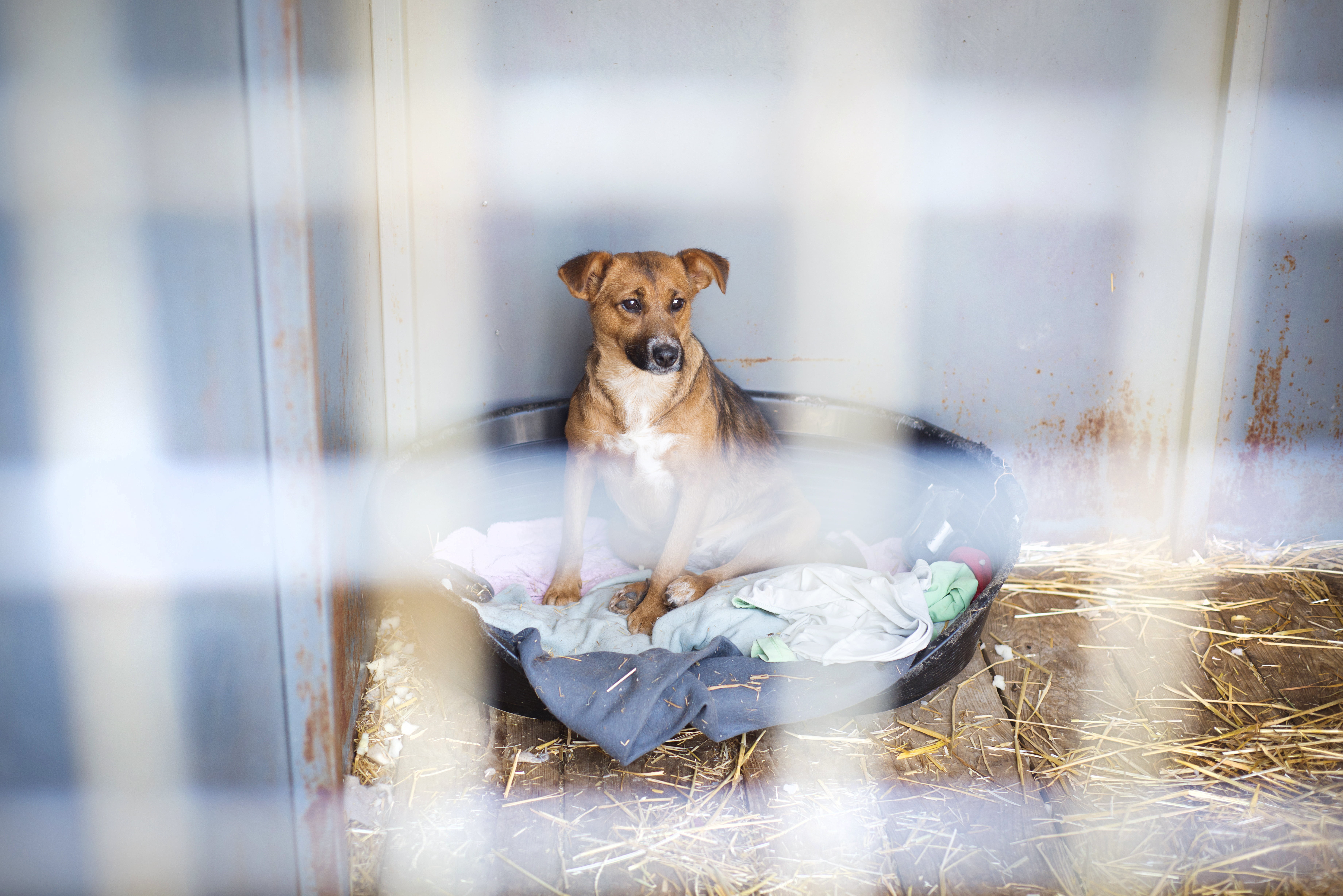 Shooting victim’s dogs need home in Hannibal