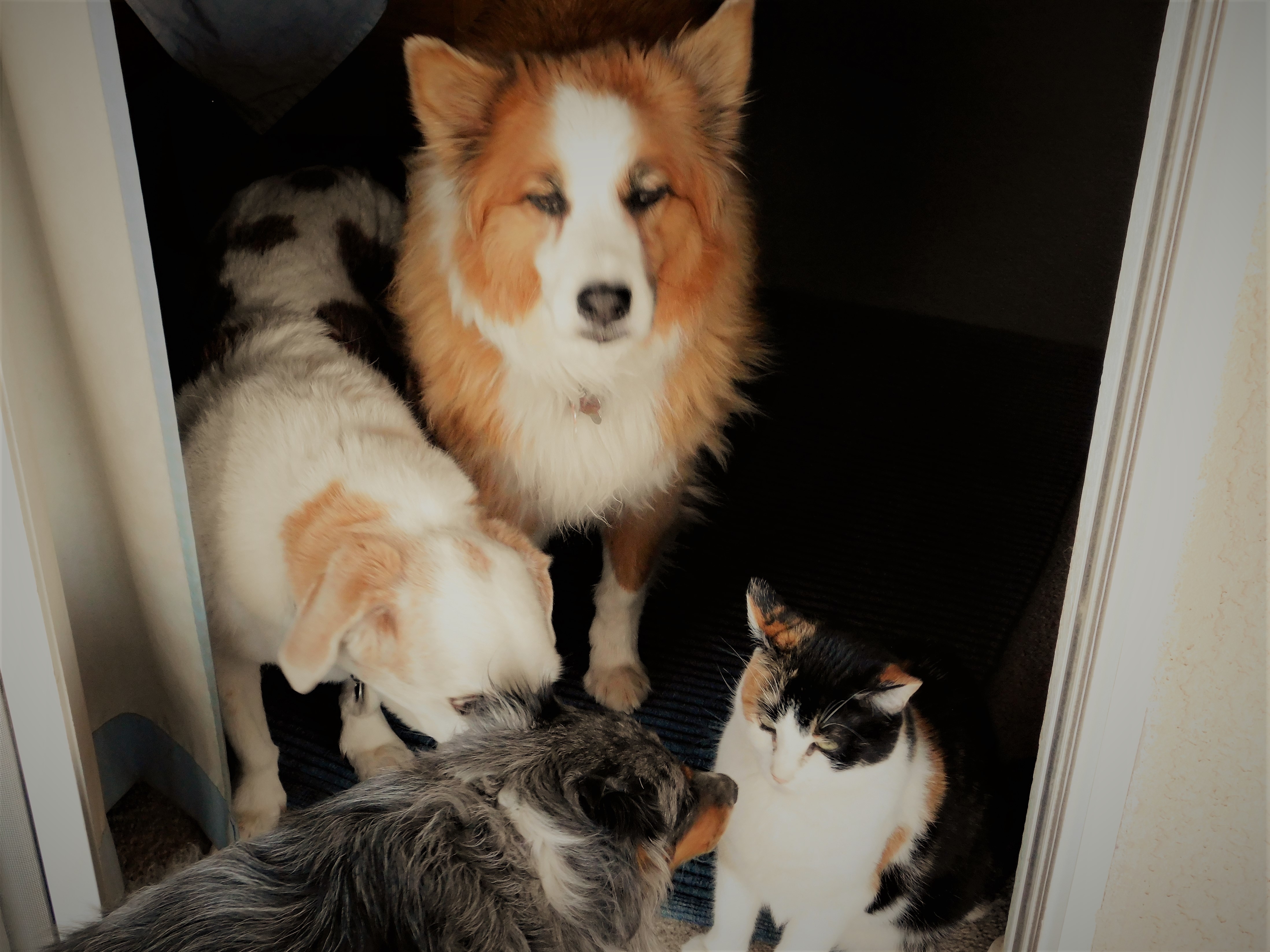 Ohio cat that trains dogs is missing