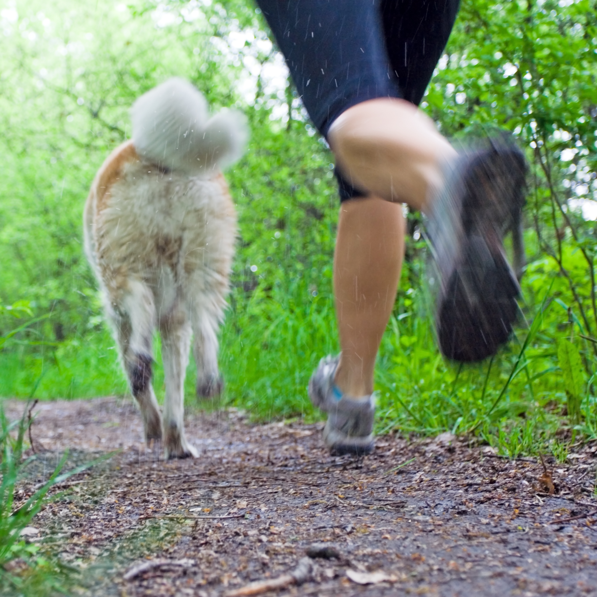Join your dog in exercise. It could be fun.