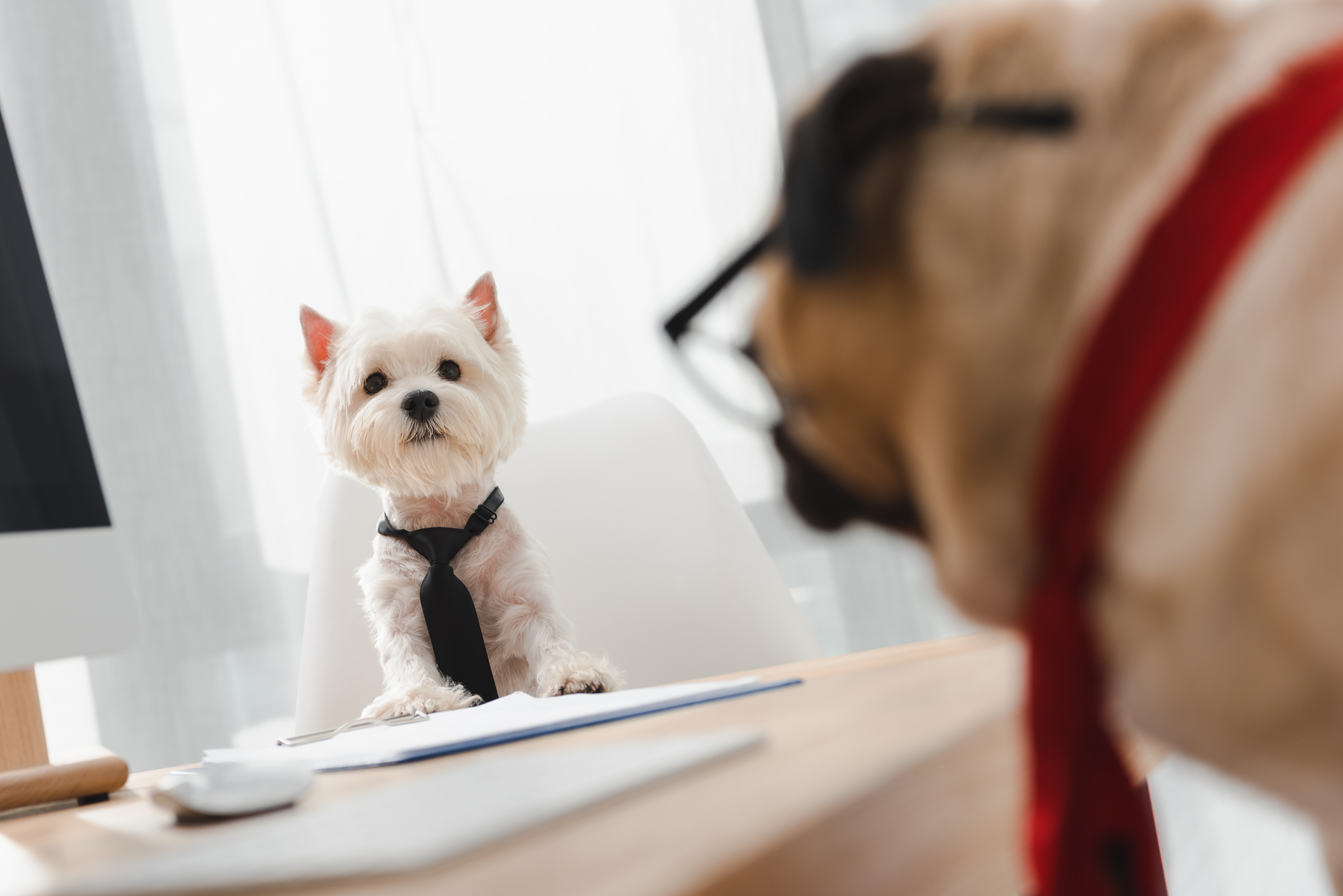 49 dogs serve in courtrooms in 17 states